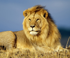 EEUU lanza estrategia para proteger a leones de África